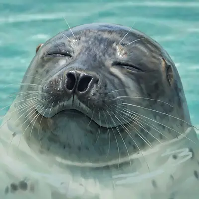 スーツケース100%ガイド運営者「パルどう」のプロフィール画像にしているあざらし画像